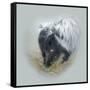 Love Is in the Air - Skunk-Peggy Harris-Framed Stretched Canvas