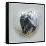 Love Is in the Air - Skunk-Peggy Harris-Framed Stretched Canvas