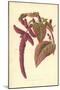 Love-Lies-Bleeding-Frederick Edward Hulme-Mounted Giclee Print