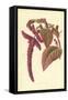 Love-Lies-Bleeding-Frederick Edward Hulme-Framed Stretched Canvas