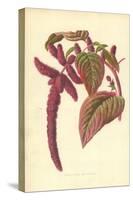 Love-Lies-Bleeding-Frederick Edward Hulme-Stretched Canvas