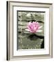 Love Lilly-null-Framed Photo