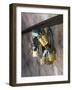 Love Locks-Toula Mavridou-Messer-Framed Photographic Print