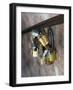 Love Locks-Toula Mavridou-Messer-Framed Photographic Print