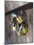 Love Locks-Toula Mavridou-Messer-Mounted Photographic Print