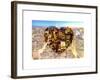 Love NY Series - Manhattan at Night - New York - USA-Philippe Hugonnard-Framed Art Print