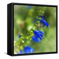 Love of Spring-Viviane Fedieu Daniel-Framed Stretched Canvas