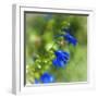 Love of Spring-Viviane Fedieu Daniel-Framed Premium Photographic Print