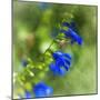 Love of Spring-Viviane Fedieu Daniel-Mounted Premium Photographic Print