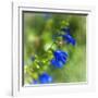 Love of Spring-Viviane Fedieu Daniel-Framed Photographic Print