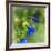 Love of Spring-Viviane Fedieu Daniel-Framed Photographic Print