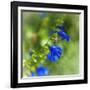 Love of Spring-Viviane Fedieu Daniel-Framed Photographic Print