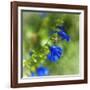 Love of Spring-Viviane Fedieu Daniel-Framed Photographic Print