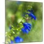 Love of Spring-Viviane Fedieu Daniel-Mounted Photographic Print