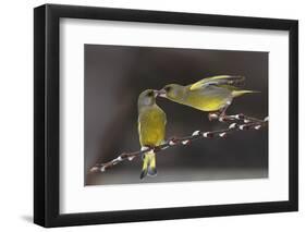 Love on Brach-Tomas Sereda-Framed Photographic Print