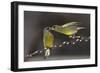 Love on Brach-Tomas Sereda-Framed Photographic Print