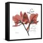 Love Orchid-Albert Koetsier-Framed Stretched Canvas