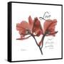 Love Orchid-Albert Koetsier-Framed Stretched Canvas