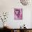 Love Skull Princess-Roseanne Jones-Giclee Print displayed on a wall