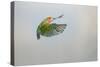 Lovebird Peach Faced in Flight Turning-null-Stretched Canvas