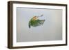 Lovebird Peach Faced in Flight Turning-null-Framed Photographic Print