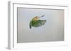 Lovebird Peach Faced in Flight Turning-null-Framed Photographic Print