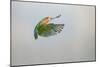 Lovebird Peach Faced in Flight Turning-null-Mounted Photographic Print