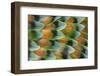 Lovebird tail feather pattern, Bandon, Oregon-Darrell Gulin-Framed Photographic Print