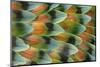 Lovebird tail feather pattern, Bandon, Oregon-Darrell Gulin-Mounted Photographic Print