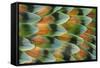 Lovebird tail feather pattern, Bandon, Oregon-Darrell Gulin-Framed Stretched Canvas