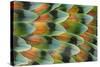 Lovebird tail feather pattern, Bandon, Oregon-Darrell Gulin-Stretched Canvas