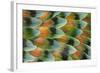 Lovebird tail feather pattern, Bandon, Oregon-Darrell Gulin-Framed Photographic Print