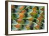 Lovebird tail feather pattern, Bandon, Oregon-Darrell Gulin-Framed Photographic Print