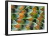 Lovebird tail feather pattern, Bandon, Oregon-Darrell Gulin-Framed Photographic Print