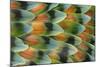 Lovebird tail feather pattern, Bandon, Oregon-Darrell Gulin-Mounted Photographic Print