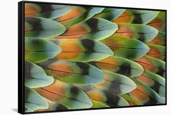 Lovebird tail feather pattern, Bandon, Oregon-Darrell Gulin-Framed Stretched Canvas