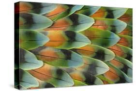 Lovebird tail feather pattern, Bandon, Oregon-Darrell Gulin-Stretched Canvas