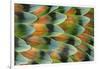 Lovebird tail feather pattern, Bandon, Oregon-Darrell Gulin-Framed Photographic Print