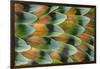 Lovebird tail feather pattern, Bandon, Oregon-Darrell Gulin-Framed Photographic Print