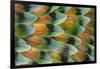 Lovebird tail feather pattern, Bandon, Oregon-Darrell Gulin-Framed Photographic Print