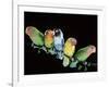 Lovebirds X Five on Branch-null-Framed Photographic Print