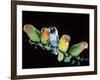 Lovebirds X Five on Branch-null-Framed Photographic Print