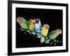 Lovebirds X Five on Branch-null-Framed Photographic Print