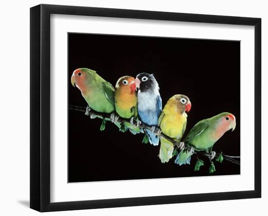 Lovebirds X Five on Branch-null-Framed Photographic Print