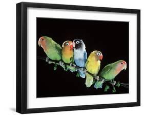 Lovebirds X Five on Branch-null-Framed Photographic Print