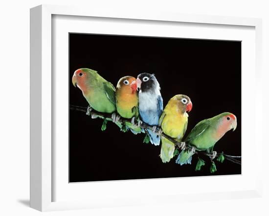 Lovebirds X Five on Branch-null-Framed Photographic Print