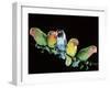 Lovebirds X Five on Branch-null-Framed Photographic Print