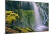 Loveliness at the Base of Proxy Falls, Central Oregon-null-Mounted Photographic Print