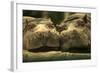 Lovely Affair-Andre Villeneuve-Framed Photographic Print