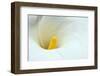 Lovely Close-Up of a Calla Lily-nagib-Framed Photographic Print